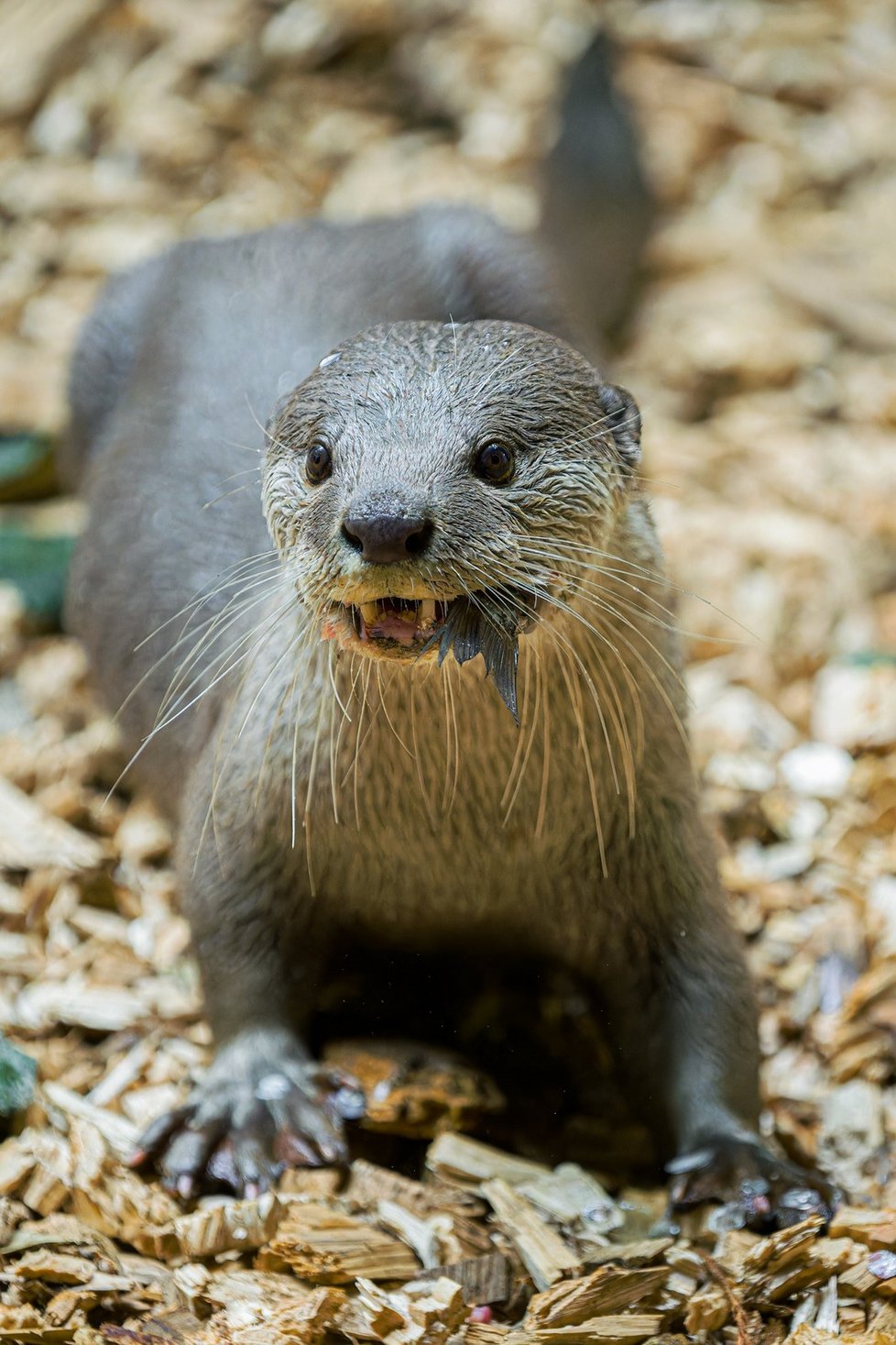 Pražská zoologická zahrada má nově samičku vydry hladkosrsté