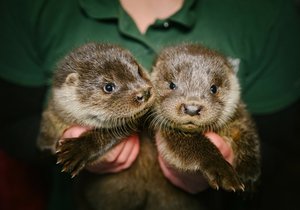 Dva sourozence vydry říční přijala začátkem března pražská záchranné stanice pro volně žijící živočichy. Sourozenci se patrně vrátí zpět do přírody