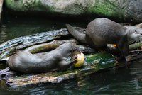 Podzimní prázdniny a svátek v Zoo Praha: Zvířata čekají dýňové hody