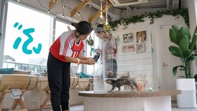 V Asii vznikají kavárny s vydrami. Pro zvířata jsou naprosto nevhodné a přispívají k vymírání tvorů, varují ochránci