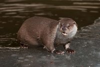 Myslivec odstřelil chráněnou vydru: Hrozí mu pět let basy