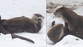 Vydry z pražské zoo dováděly ve sněhu.