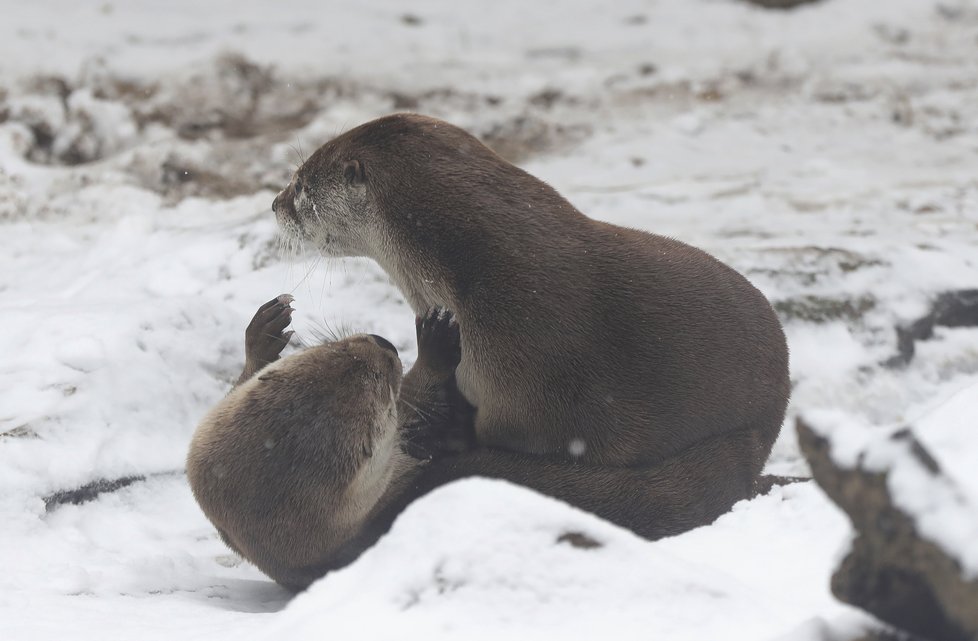 Vydry z pražské zoo dováděly ve sněhu. Fotograf: Karel Kopáč