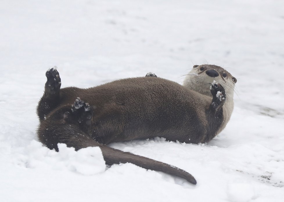 Vydry z pražské zoo dováděly ve sněhu.