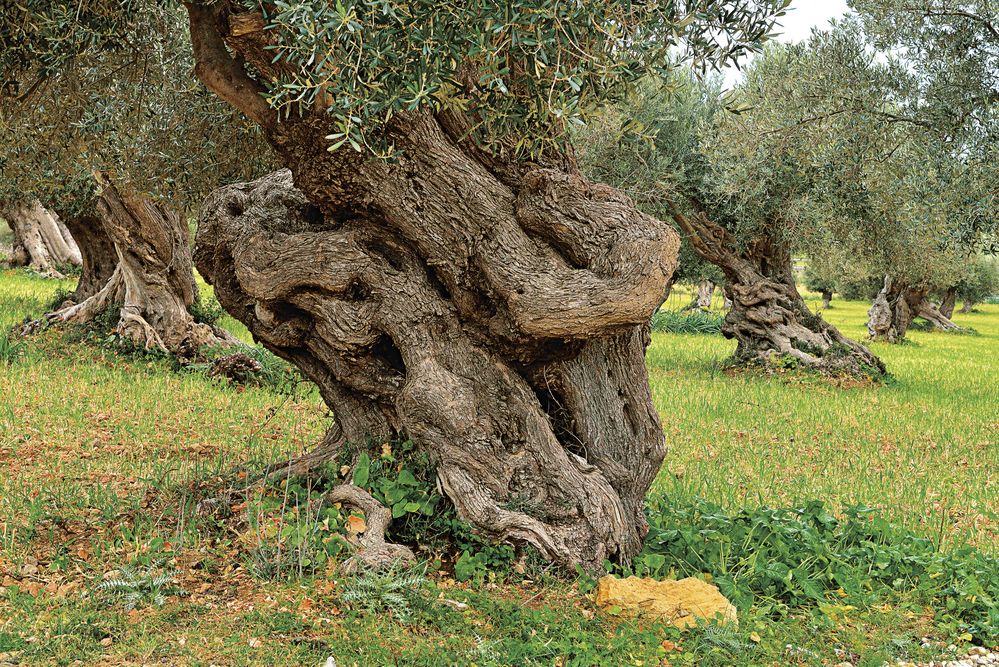 V podhůří západních hor Serra de Tramuntana rostou na několika místech obdivuhodné staleté olivovníky