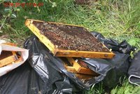 Neuvěřitelné: Chovatel vyhodil v Brně ke kontejnerům živé včelstvo i s plástvemi