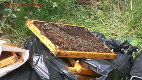 Neuvěřitelné: Chovatel vyhodil v Brně ke kontejnerům živé včelstvo i s plástvemi