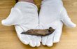 Kostěný artefakt označovaný jako nůž brusle.
