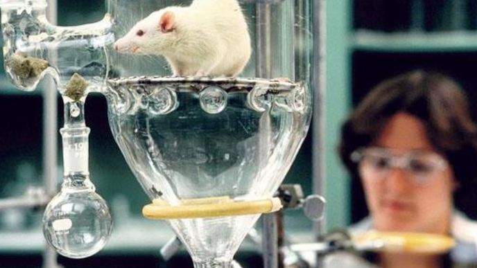 Vylepšení. Potkani s některými „vypnutými“ geny se lépe hodí pro laboratorní výzkum