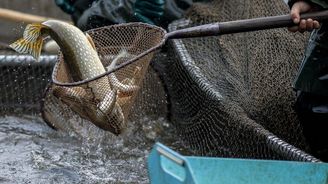 Čeští rybníkáři dostanou přidáno, dotace podpoří i rozjezdy podnikání