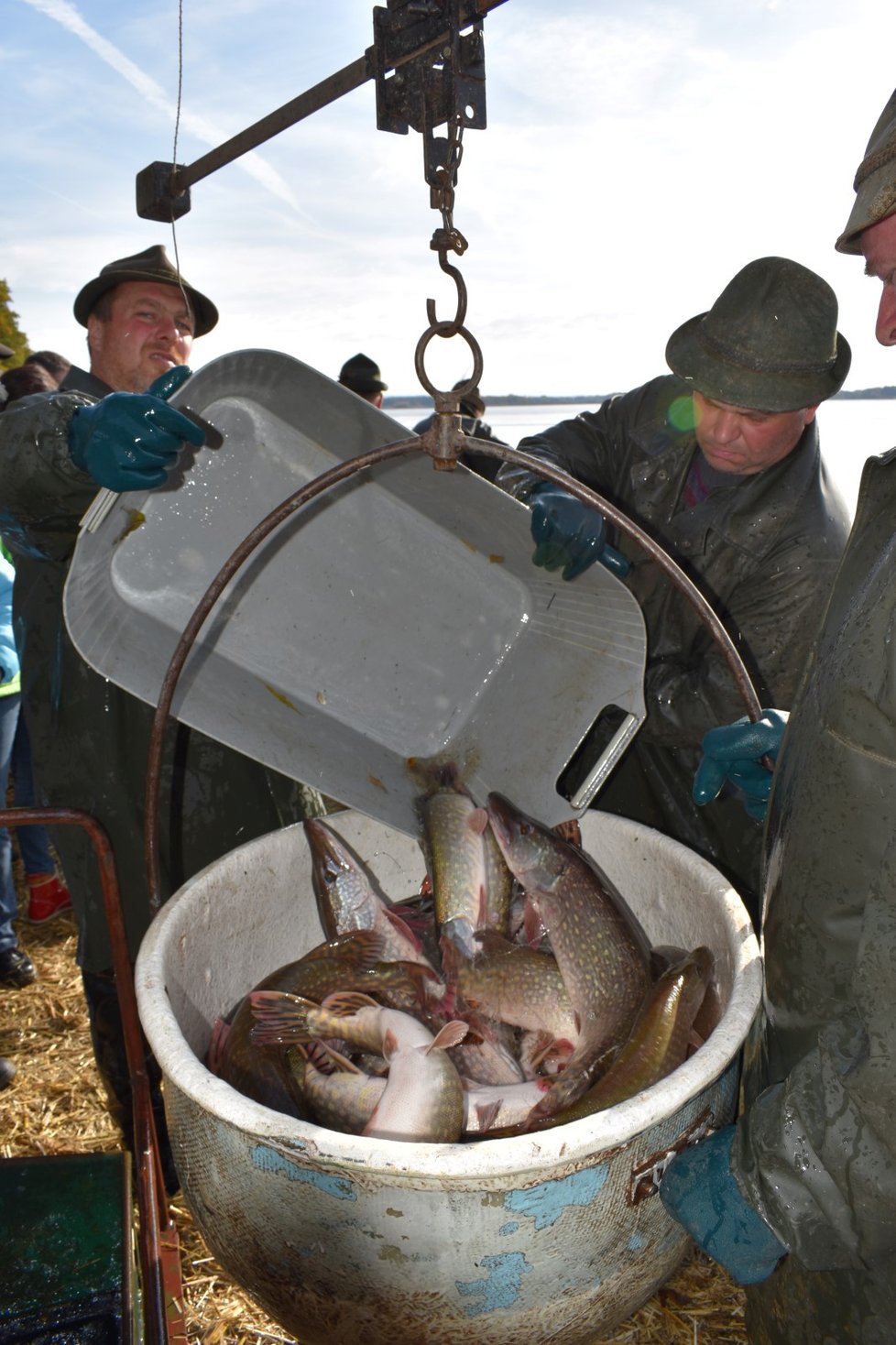 Rožmberk vydává svůj poklad. 160 tun tržních ryb.