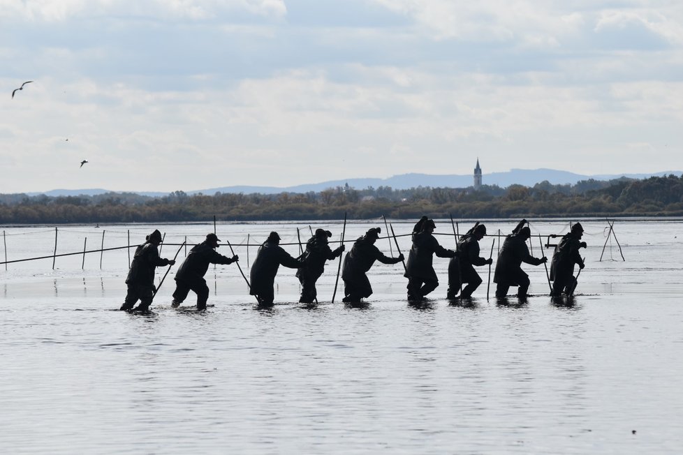 Tradiční podívaná. Tak to vypadá, když rybáři zatahují sítě na rybníku Rožmberk.