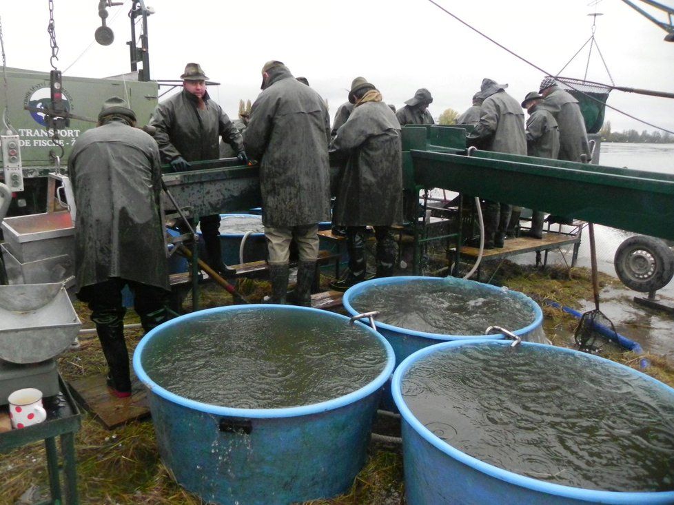 Výlov rybníka Vrkoč u Pohořelic přilákal v sobotu ráno stovky diváků. Celkem zamíří do sádek na 250 tun ryb, převažuje kapr.