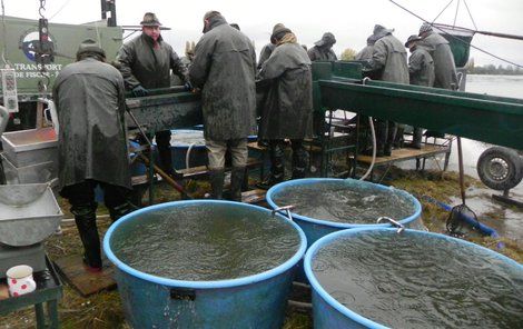 Výlov rybníka Vrkoč u Pohořelic přilákal v sobotu ráno stovky diváků. Celkem zamííří do sádek na 250 tun ryb, převažuje kapr.