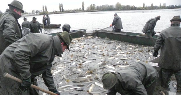 Výlov rybníka Vrkoč u Pohořelic přilákal v sobotu ráno stovky diváků. Celkem zamíří do sádek na 250 tun ryb, převažuje kapr.