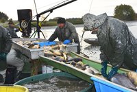 Hrůza na Petrově rybníku v Krnově: Infekce nakazila 60 tun ryb, musí je vybít