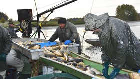 Hrůza na Petrově rybníku v Krnově: Infekce nakazila 60 tun ryb, musí je vybít