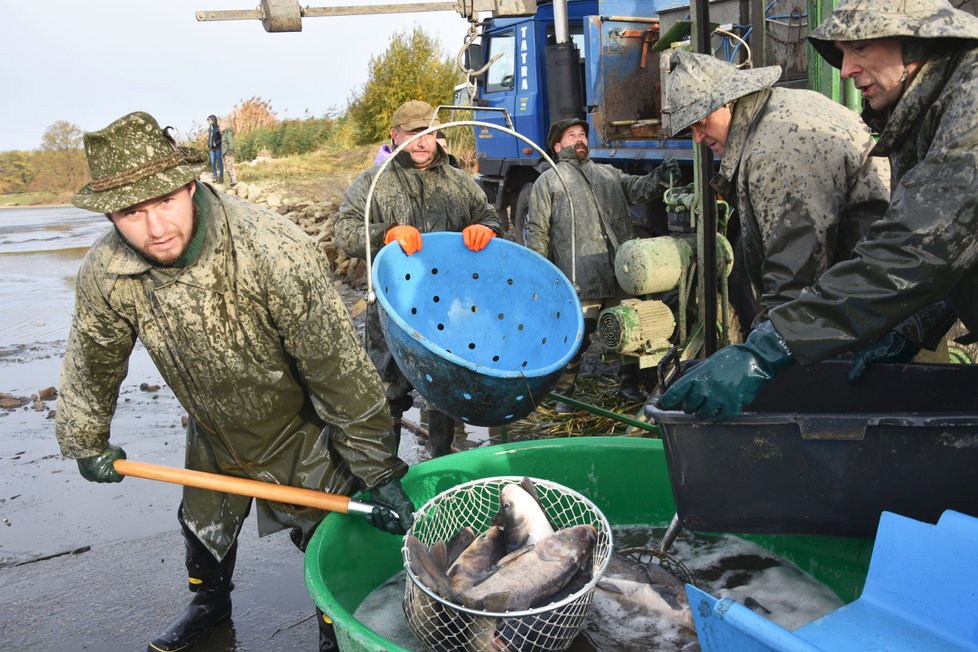 Rybáři lovili rybník Široký u obce Oselce na jihu Plzeňska.