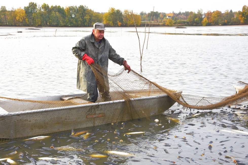Rybáři lovili rybník Široký u obce Oselce na jihu Plzeňska.