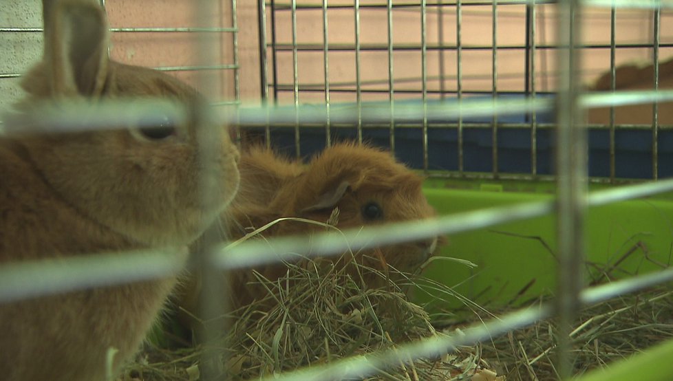 Výměna manželek zase posune hranici: Ukáže garsonku s deseti zvířátky!