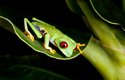 Stromová žába listovnice. Žáby a ostatní obojživelníci v posledních letech silně ubývají. Příčinnou je zhoršující se životní prostředí a nemoci, které člověk rozšířil po celé Zemi