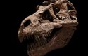 Lebka tyranosaura. Nejznámější suchozemský dravec T. rex žil na samém sklonku druhohor. Nepřežil páté masové vymírání