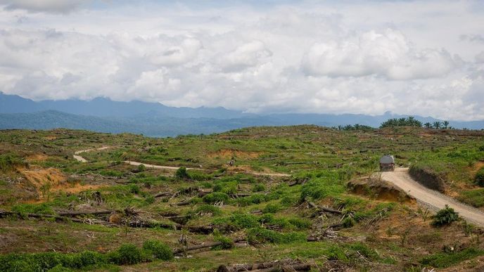 Vymýcený ïndonéský prales (ilustrační foto)