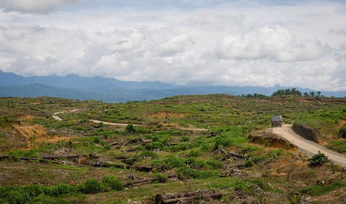 Vymýcený ïndonéský prales (ilustrační foto)