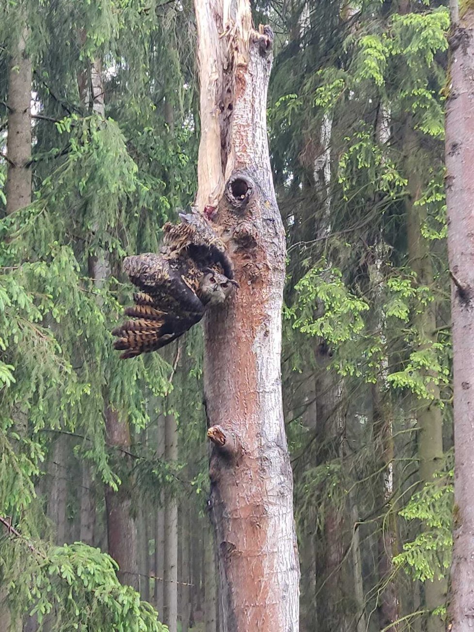 Samice výra chtěla ulovit mláďata puštíka, uvázla jí přitom noha v rozsoše stromu.