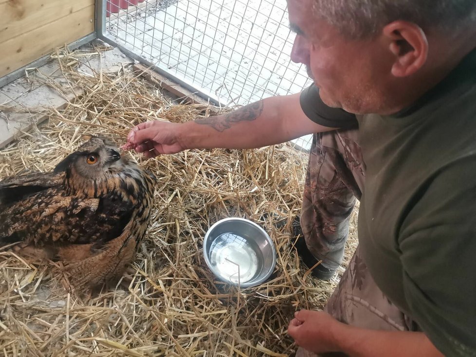 Zvířecí záchranář Karel Bobál krmí zraněnou samici výra.