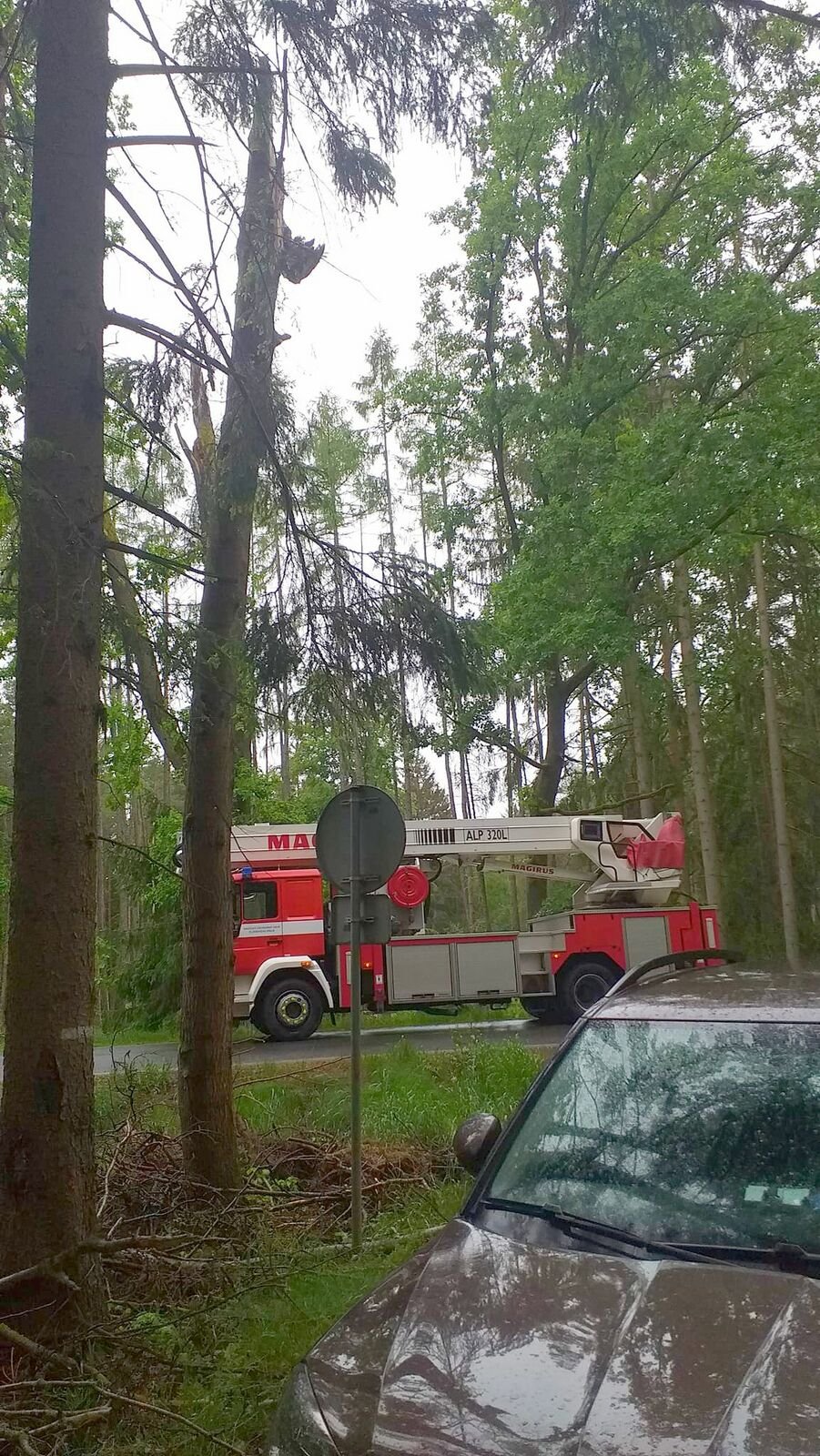 Výra museli z vykotlaného stromu vyprostit hasiči.