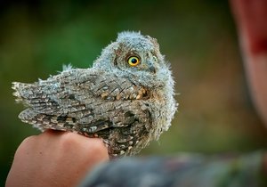 Zoo raritou loňského roku severní Moravy se stal výreček malý. Minisovička z teplých krajin se usadila ve studeném Bukovci na Jablunkovsku. Záběry jsou z hnízdění v Olomouci.