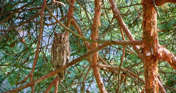 Zoo raritou loňského roku severní Moravy se stal výreček malý. Minisovička z teplých krajin se usadila ve studeném Bukovci na Jablunkovsku. Záběry jsou z hnízdění v Olomouci.