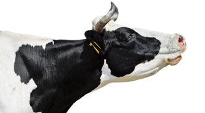 Mléko v akci: Od krávy po jogurt