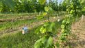 Pachové ohradníky z podhoubí najdou využití i v zemědělství, třeba na vinohradech nebo na polích