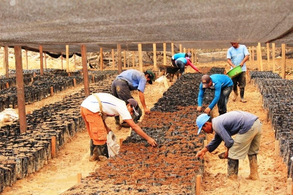 Výsadba sazenic kakaovníků.