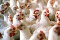 V Německu bojují s ptačí chřipkou, zabili tam 77 tisíc kusů drůbeže