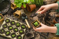Pěstujeme od semínek: Manuál, jak ušetřit a mít kvalitní sklizeň krok za krokem