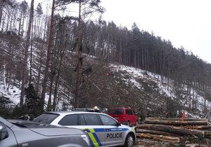 Seniora v lese na Žďársku zavalilo dřevo: Nezachránila ho ani okamžitá resuscitace (ilustrační foto)