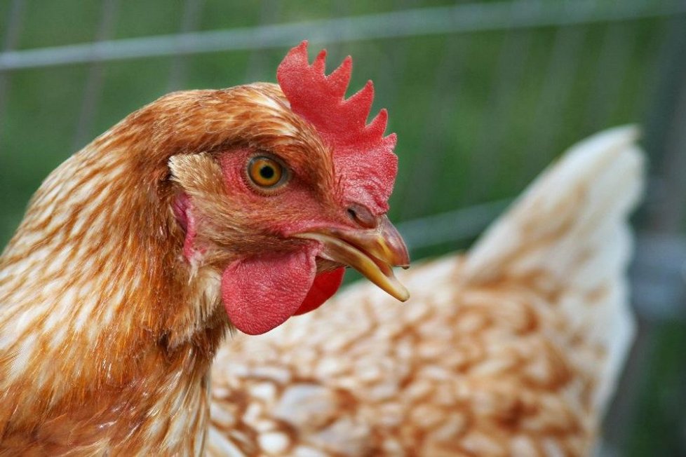 Výskyt salmonel v chovech kuřat na maso klesl loni na čtvrtinu ve srovnání s rokem 2006, v chovech nosnic produkujících vejce oproti roku 2007 dokonce desetinásobně.