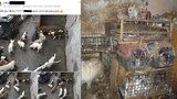 Dům hrůzy v Kamenici: O záchranu psů se pokoušelo několik generací sousedů, pomohla až tahle fotka na Facebooku
