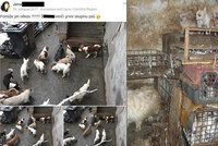 Dům hrůzy v Kamenici: O záchranu psů se pokoušelo několik generací sousedů, pomohla až tahle fotka na Facebooku