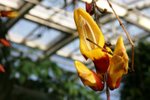 Výstava v pražské Botanické zahradě návštěvníkům orchideje z šesti kontinentů. (3. března 2022)