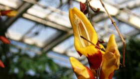 Výstava v pražské Botanické zahradě návštěvníkům orchideje z šesti kontinentů. (3. března 2022)