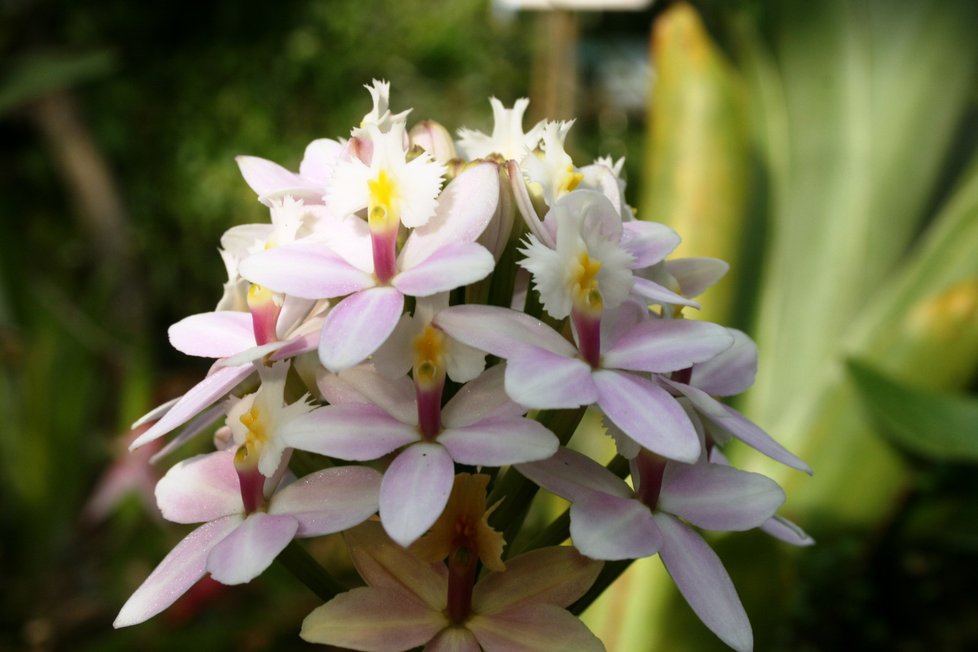 Výstava v pražské Botanické zahradě návštěvníkům orchideje z šesti kontinentů. (3. března 2022)