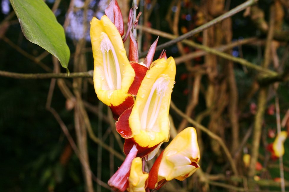 Výstava v pražské Botanické zahradě návštěvníkům orchideje z šesti kontinentů. (3. března 2022)