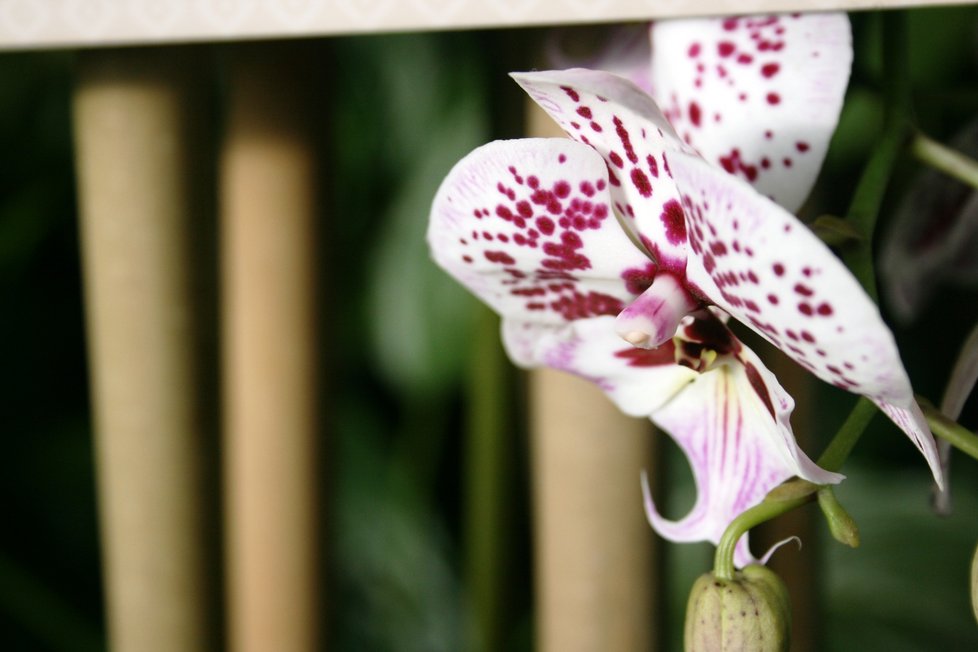 Výstava v pražské Botanické zahradě návštěvníkům orchideje z šesti kontinentů. (3. března 2022)