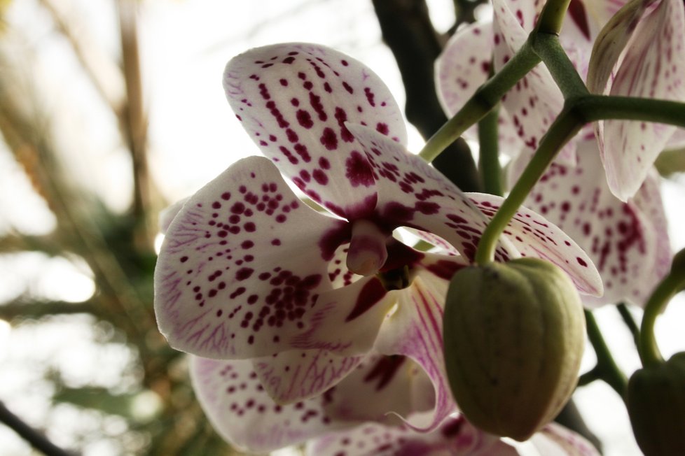 Výstava v pražské Botanické zahradě návštěvníkům orchideje z šesti kontinentů. (3. března 2022) 