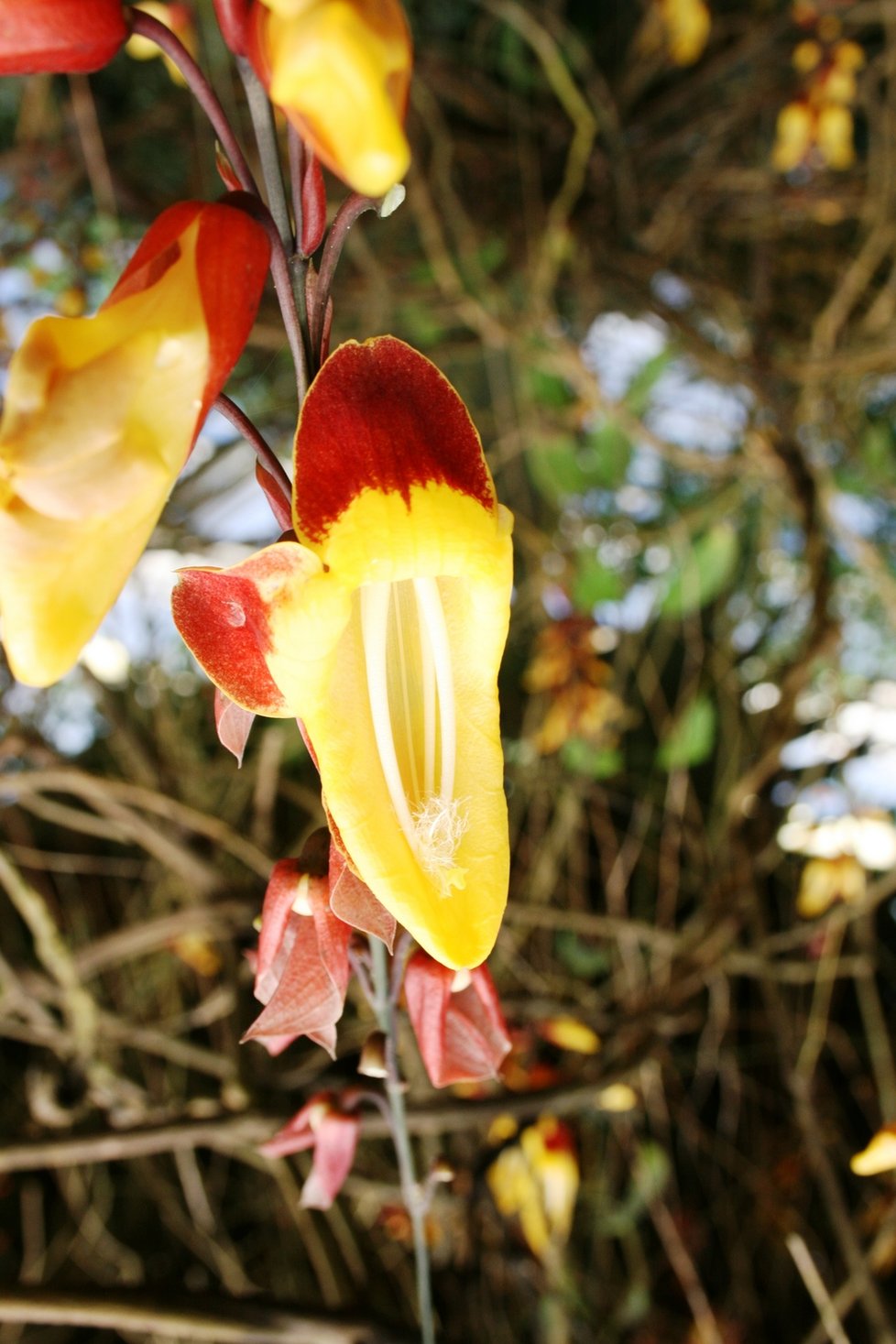 Výstava v pražské Botanické zahradě návštěvníkům orchideje z šesti kontinentů. (3. března 2022) 