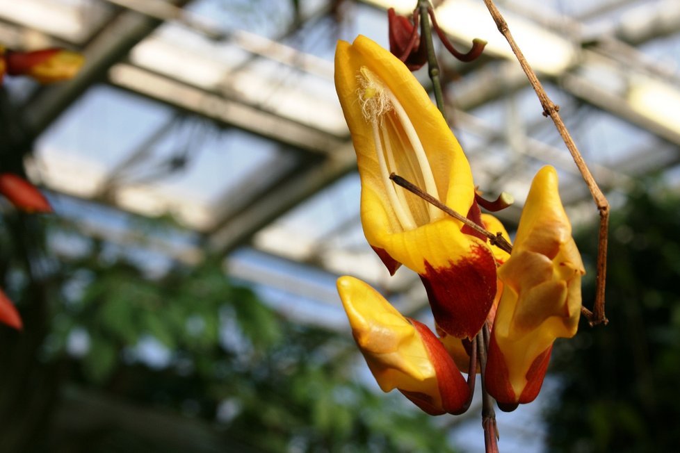 Výstava v pražské Botanické zahradě návštěvníkům orchideje z šesti kontinentů. (3. března 2022) 